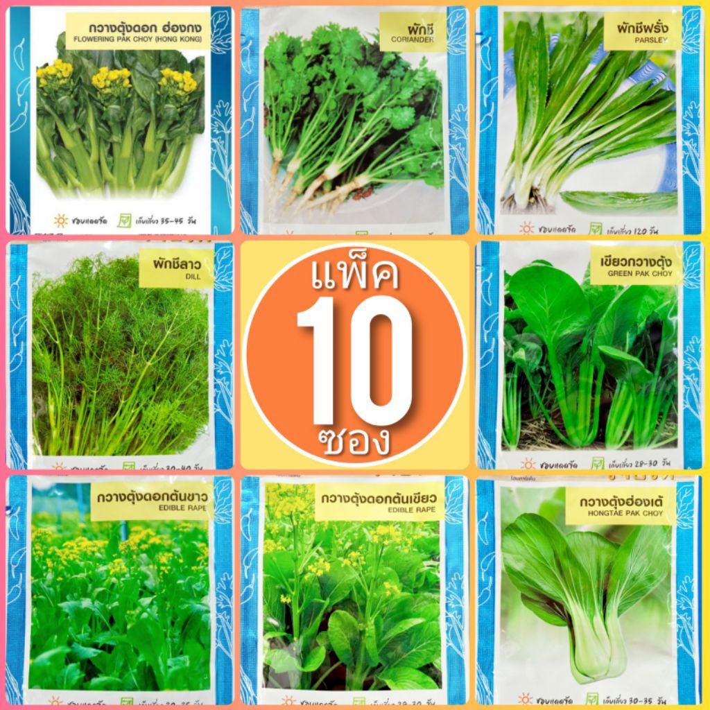 แพ็ค 10 ซอง เมล็ดพันธุ์ผัก เจียไต๋ ผักซอง ผักชี ผักชีฝรั่ง ผักชีลาว กวางตุ้งฮ่องเต้ กวางตุ้งดอก กวางตุ้ง P10