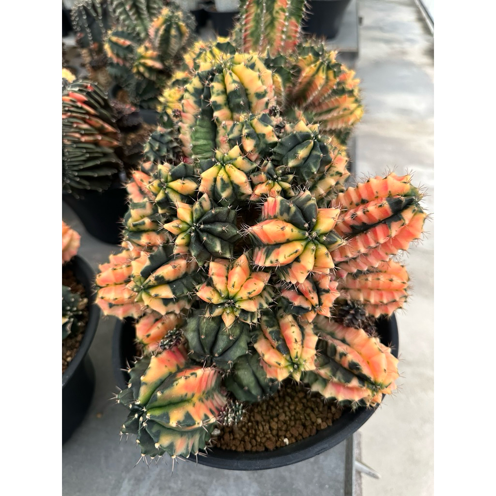 Gymno 05 ยิมโนด่าง อ้วนส้ม ของ PTS Cactus แคคตัส