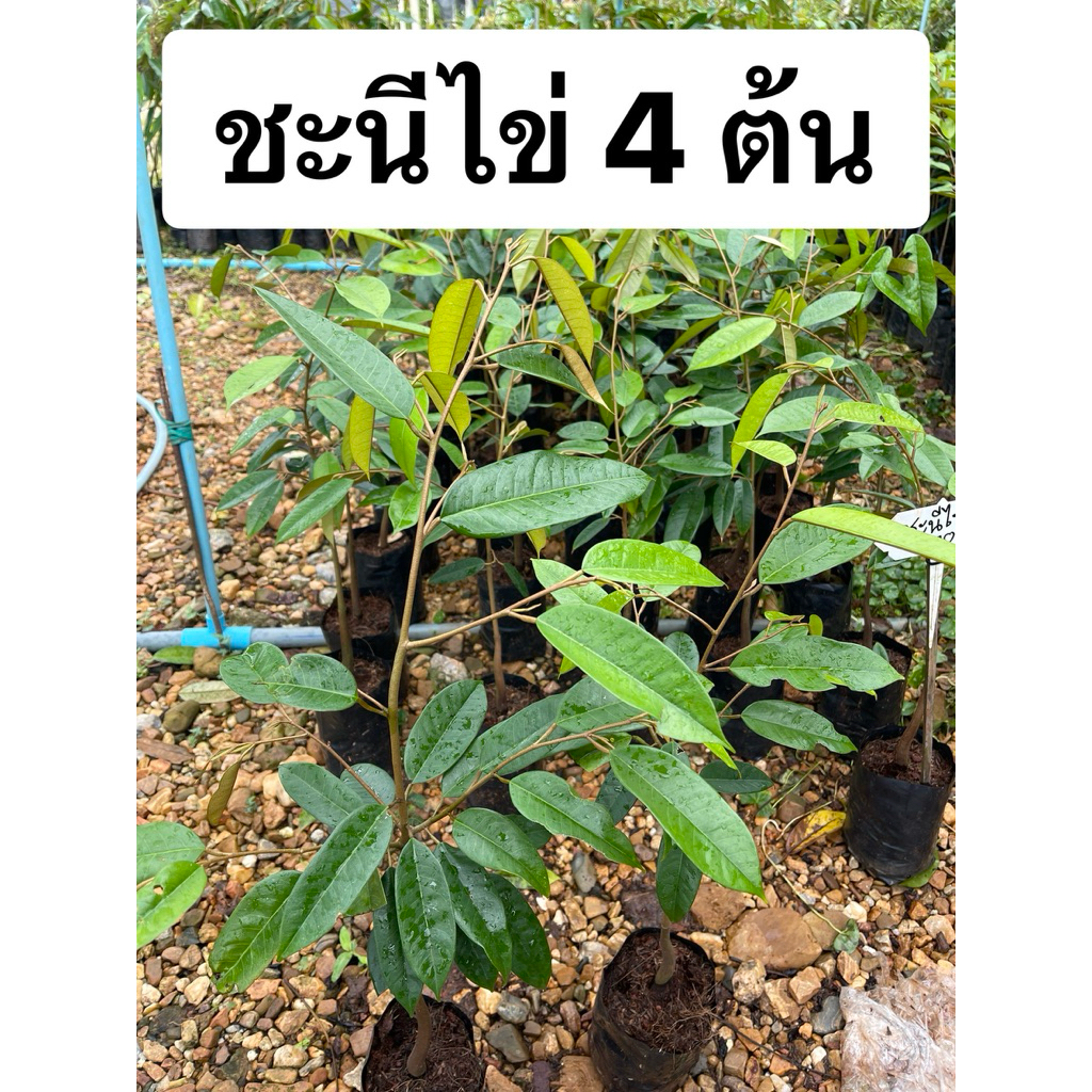 ต้นทุเรียนชะนีไข่ ถุงเบอร์ 7 เสียบยอด เซท 4ต้น 1 ลัง📦