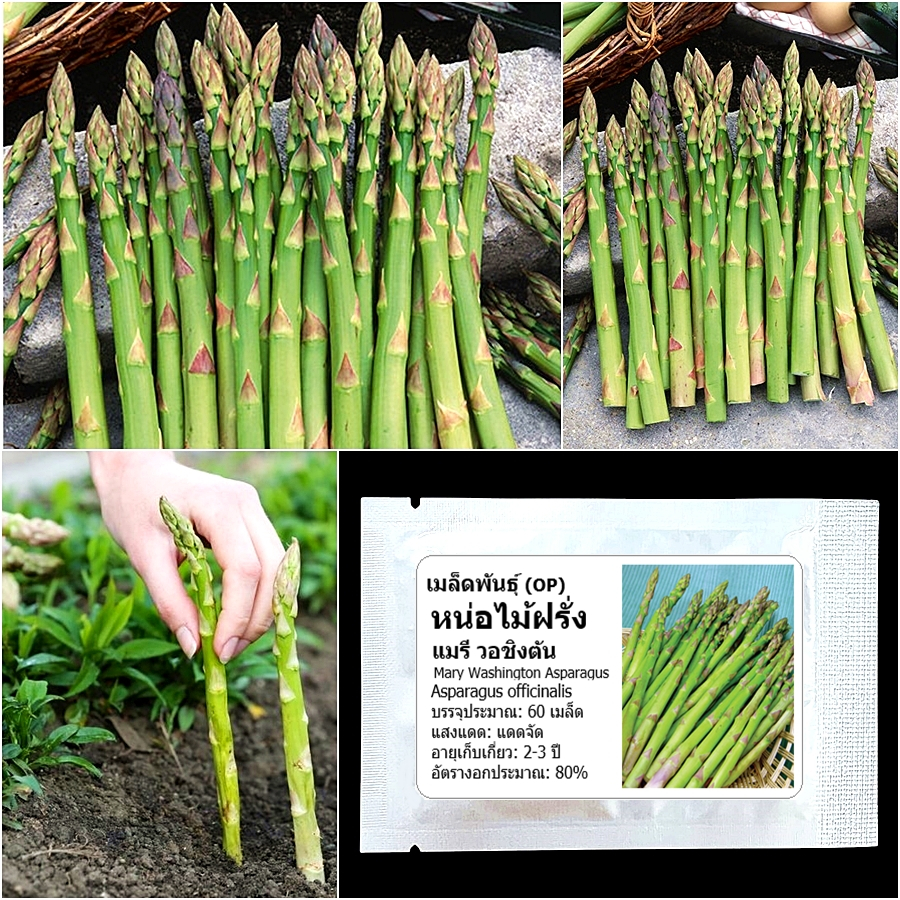 เมล็ดพันธุ์ หน่อไม้ฝรั่ง เมรี่วอชิงตัน Mary Washington Asparagus Seed 60 เมล็ด คุณภาพดี ของแท้ 100%