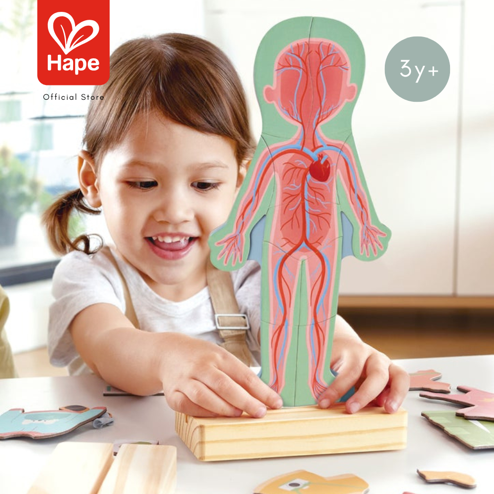 HAPE Human Body Magnetic Puzzle أحجية جسم الإنسان المغناطيسية 3Y+ صورة 3