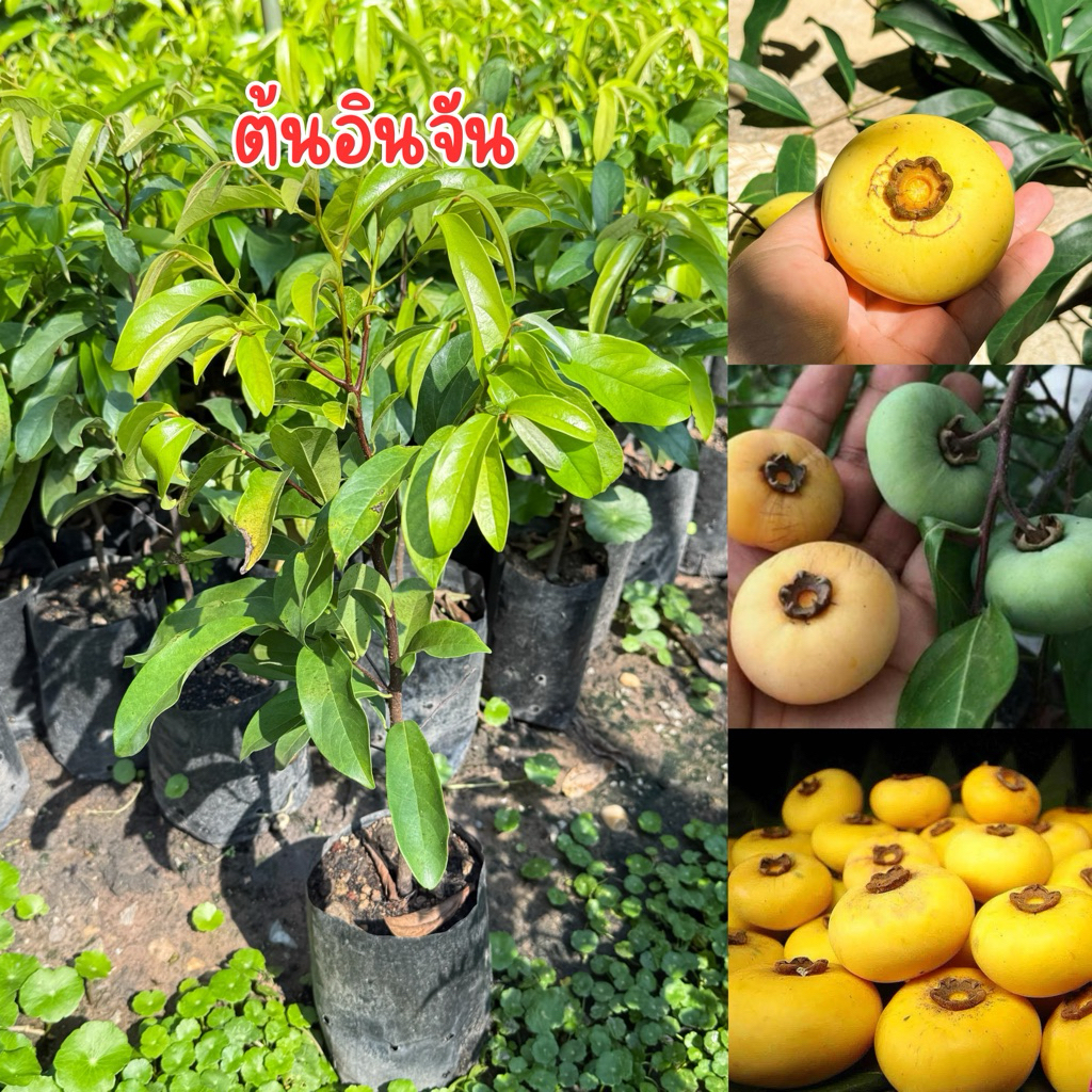 ต้นอินจัน พร้อมปลูก สูง30-40เซน