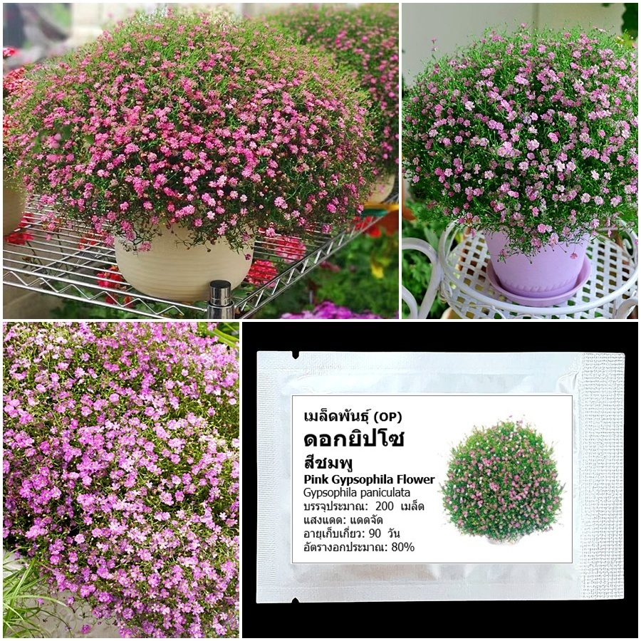 เมล็ดพันธุ์ ดอกยิปโซ สีชมพู Pink Gypsophila Flower Seed 200 เมล็ด คุณภาพดี ของแท้ 100%