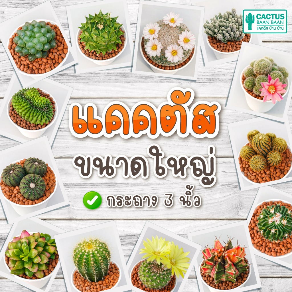 กระบองเพชร แคคตัส ต้นใหญ่ กระถางสีขาว 3 นิ้ว [จัดส่งทั้งกระถาง]