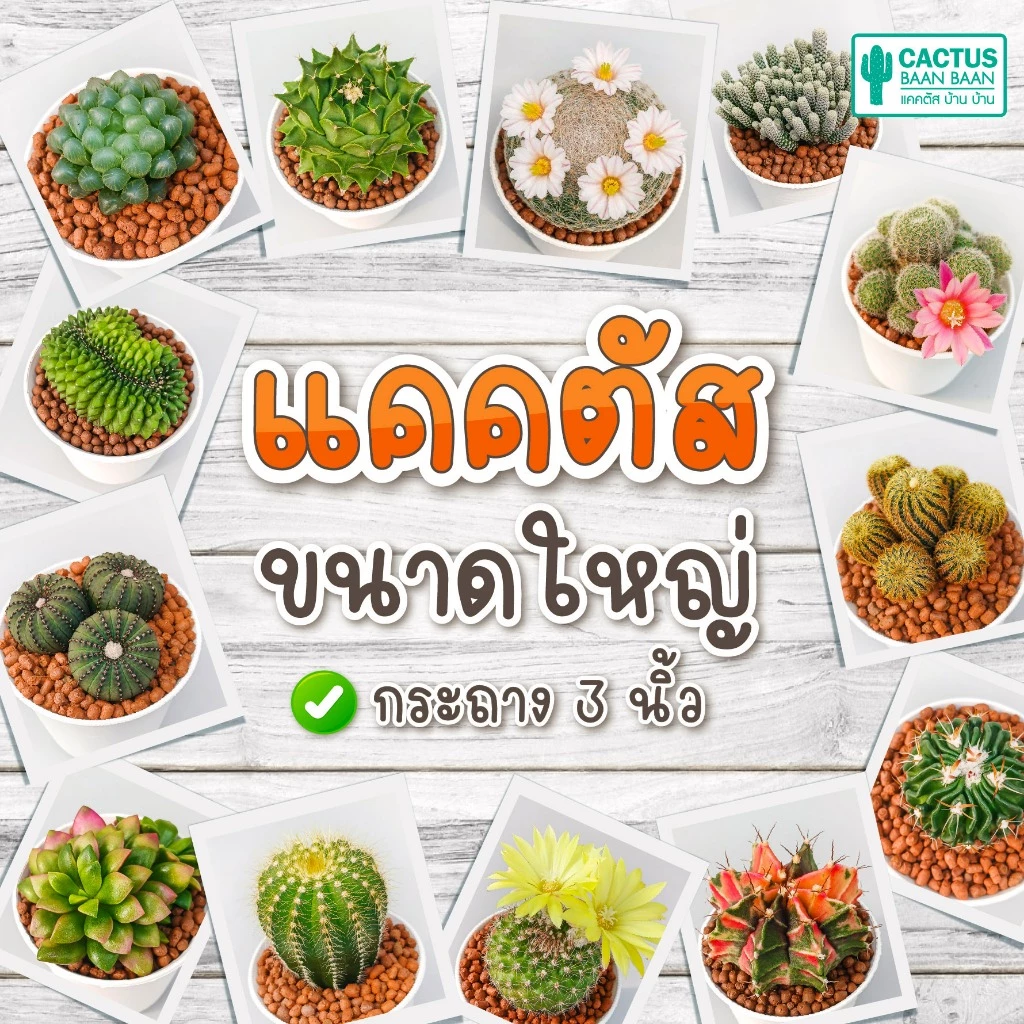 กระบองเพชร แคคตัส ต้นใหญ่ กระถางสีขาว 3 นิ้ว [จัดส่งทั้งกระถาง]