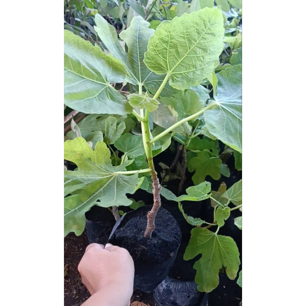 ต้นมะเดื่อฝรั่งอิรักกี้ (Iraqi Fig) แบบกิ่งตอน พันธุ์แท้ 100%