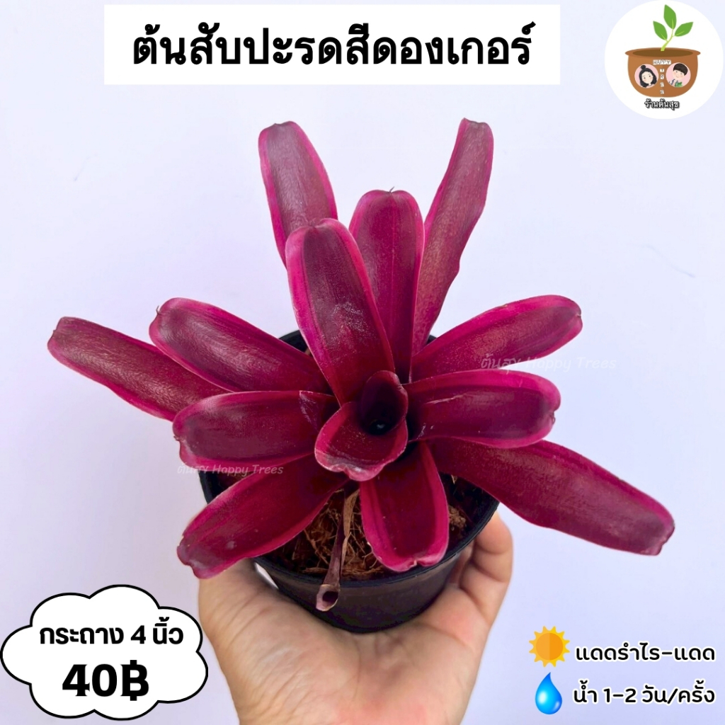 ต้นสับปะรดสี จัดส่ง 2 ต้นขึ้นไป คละแบบได้