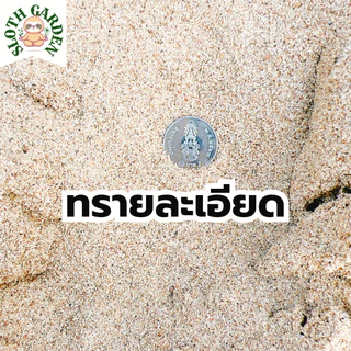 [ส่งเร็ว] ทรายแม่น้ำปิงแท้ 100% ทรายสีทองธรรมชาติ ล้างสะอาด เม็ดมนไม่คม สำหรับตู้ปลา แคคตัส จัดสวนถาด ไม้ประดับ