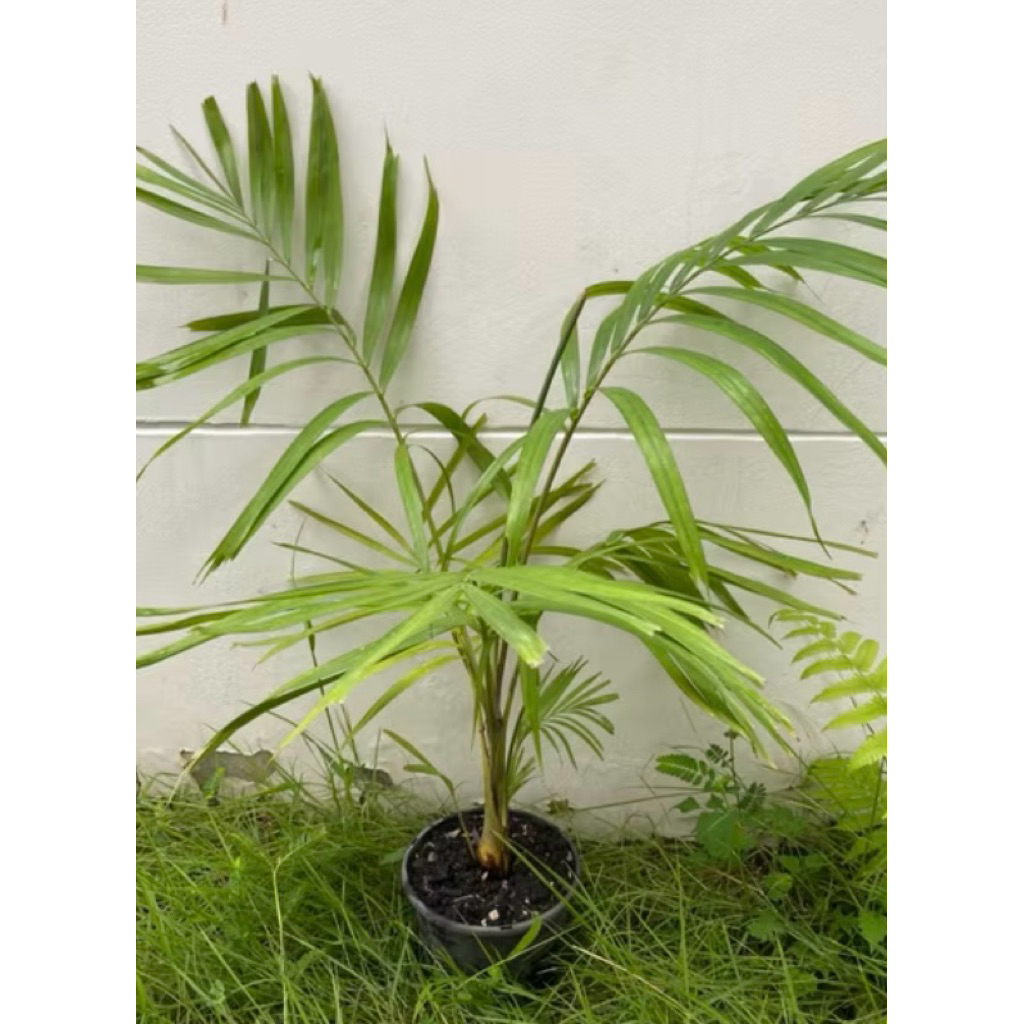 ต้นหมากเหลือง 109 บาท