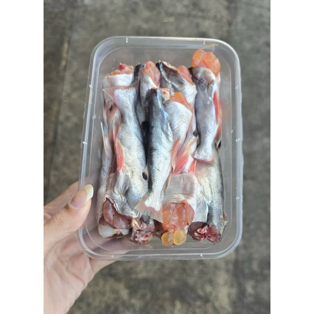 ปลากดไข่ทะลัก (แช่แข็ง) ขนาด 300 กรัม