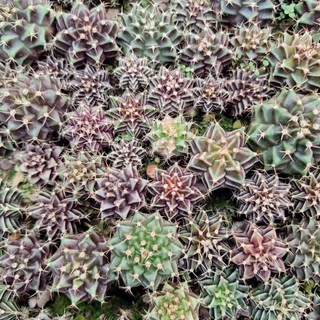 กระบองเพชร (Cactus) ยิมโน เขียว/อมม่วง/อมน้ำตาล (เชื้อด่าง) ส่งแบบเปลือยราก ไม่มีกระถาง