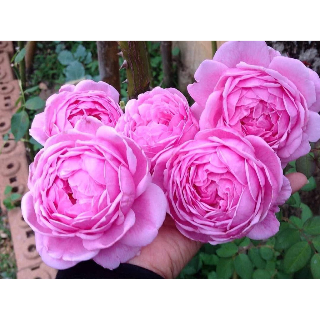 บิชอป คาสเซิล(Bishop's castle ) กุหลาบอังกฤษหอมแรงทรงพุ่มกึ่งเลื้อย