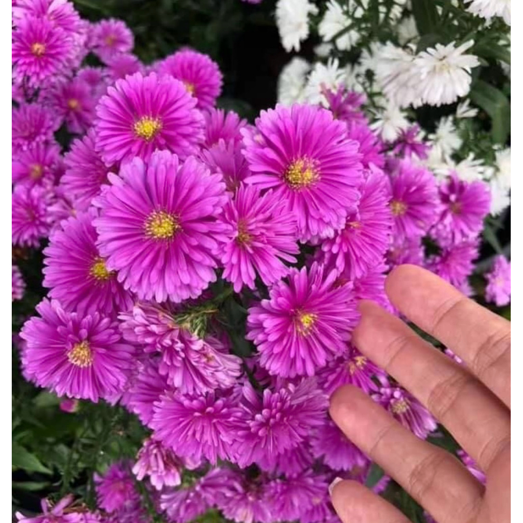 ต้นกล้ามาการ์เร็ตญี่ปุ่น🌸สีชมพู🌸ดอกซ้อน สีเข้ม พร้อมส่ง