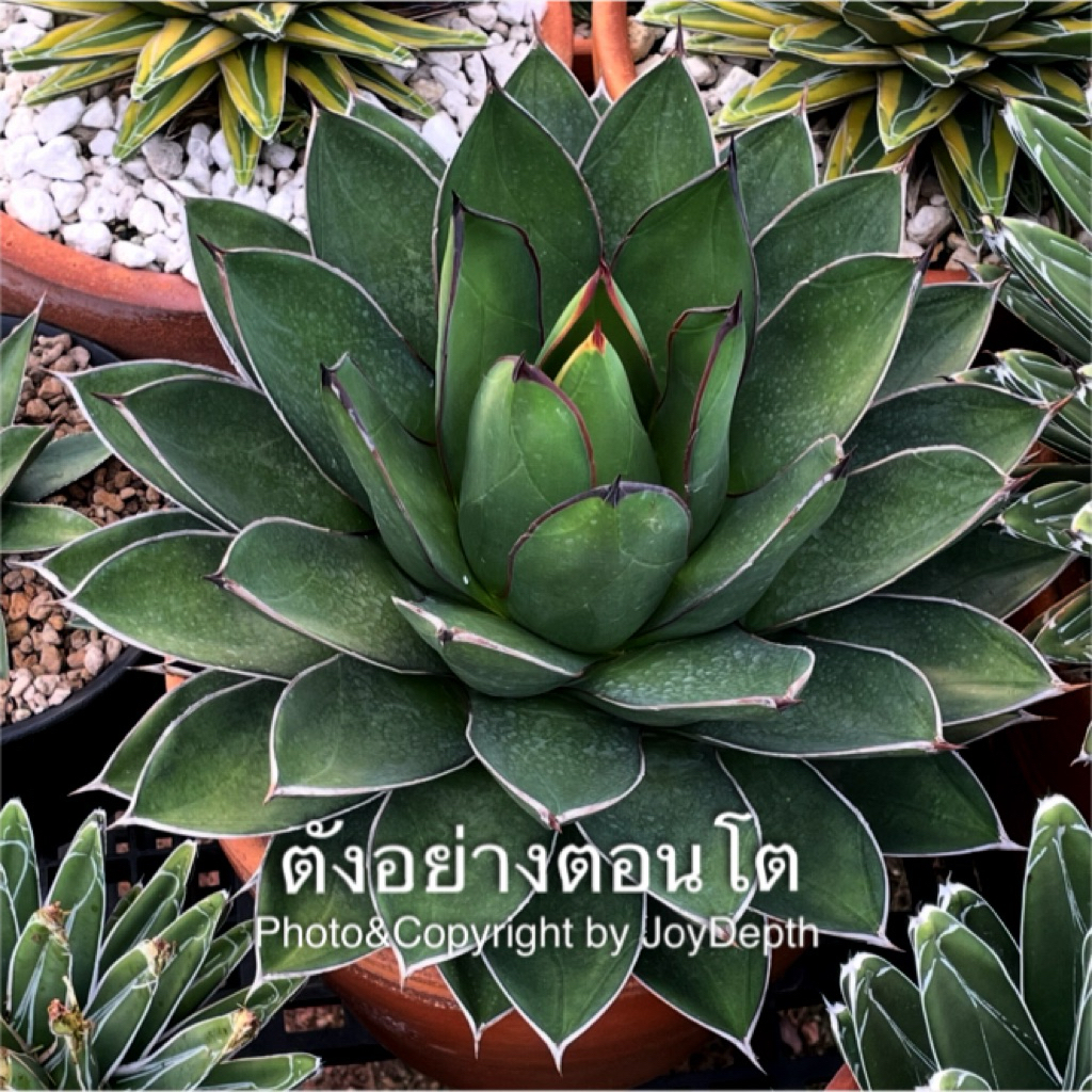 xArizonica / Agave / อากาเว่ ขายกระถางละ @ 430 บาท