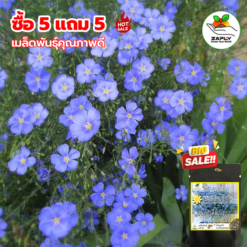【ซื้อ 5 แถม 5 ฟรี】เมล็ดพันธุ์ดอกฟอร์เกตมีโนท์ ดอกสีฟ้า ปลูกง่าย บานตลอดปี ปลูกได้ทั้งในร่ม กลางแจง บานหน้าต่าง และสวน – โปรปัง