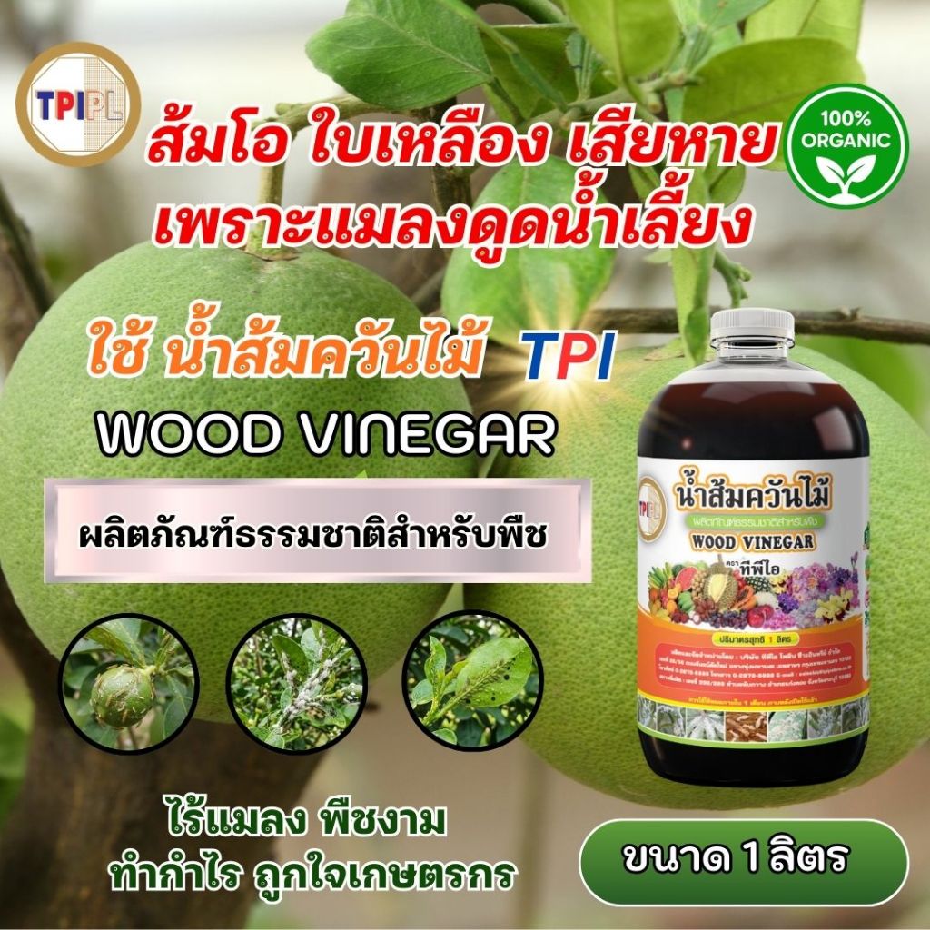 ส้มโอผิวไม่สวย มีรอยแมลง ใช้น้ำส้มควันไม้ลดการทำลาย เพิ่มคุณภาพผลผลิต น้ำส้มควันไม้ TPI