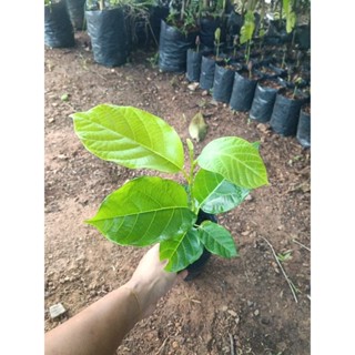 ต้นแมงดา หรือ ต้นธัมมัง 20-40 ซม.