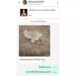 เชื้อเห็ดปลวกตาบ เห็ดโคน (ส่งทุกวัน) ดอกใหญ่ หวาน เชื้อเดินดีพร้อมปลูก 600มล สูตรเฉพาะ โอกาสเกิดสูง
