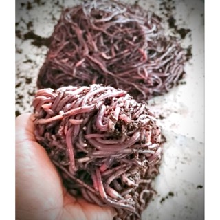 ไส้เดือน AF คุณภาพสูง เหมาะสำหรับตกปลาและเกษตรสั่งซื้อได้ 2 …
