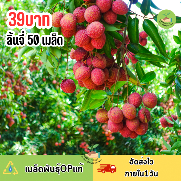 เมล็ดพันธุ์ลิ้นจี่ 50 เมล็ด