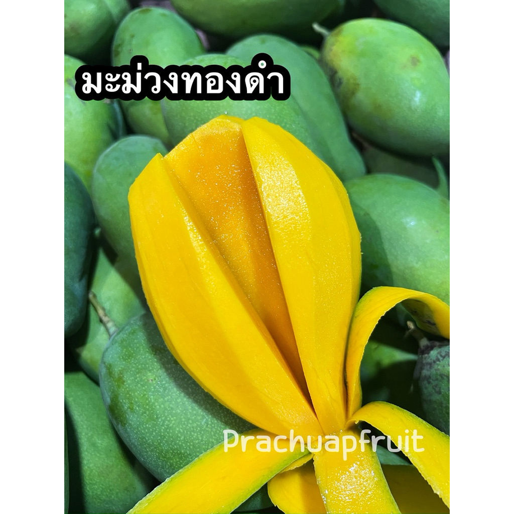 มะม่วงทองดำ แท้ 💯🥭 มะม่วงโบราณหาทานยาก รสชาติดี หวานอร่อย✨