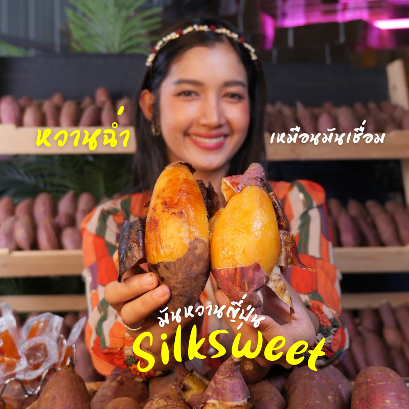 มันหวานญี่ปุ่นสายพันธุ์ Silksweet สายพันธุ์แท้ หายาก หวานฉ่ำ (ไม่ต้องแช่น้ำ)