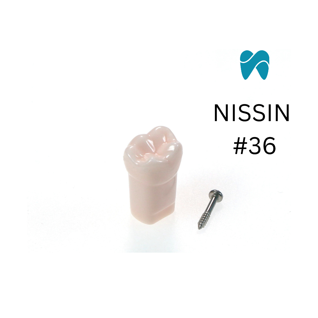 โมเดลฟัน ใช้กับเดนโตฟอร์ม นิชชิน ซี่ 36 แถมสกรูทุกตัว