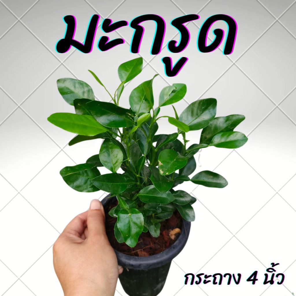 ต้นมะกรูดเพาะเมล็ด กระถาง 4นิ้ว
