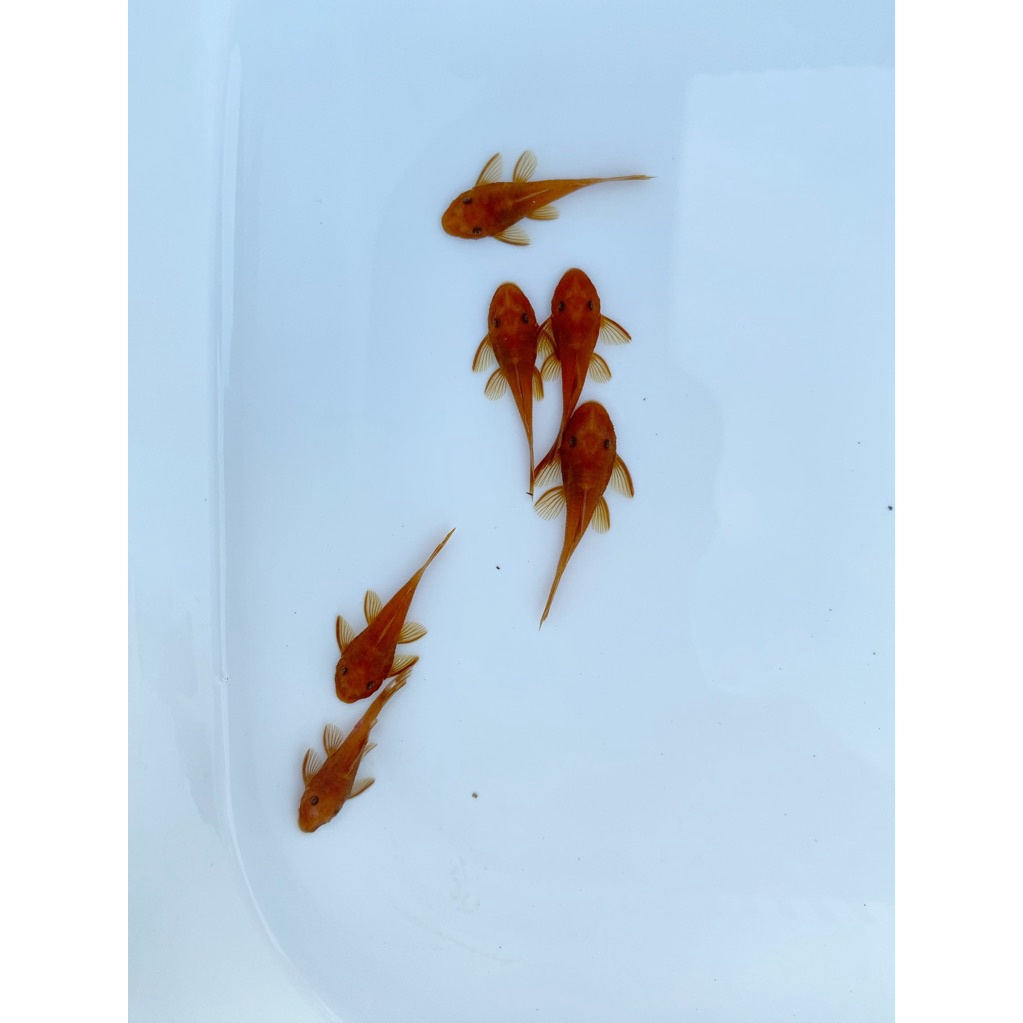 ปลาซัคเกอร์L144 ซุปเปอร์เรด