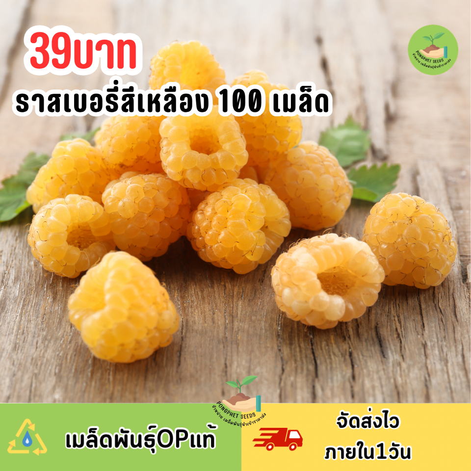 เมล็ดพันธุ์ราสเบอร์รี่สีเหลือง 100 เมล็ด