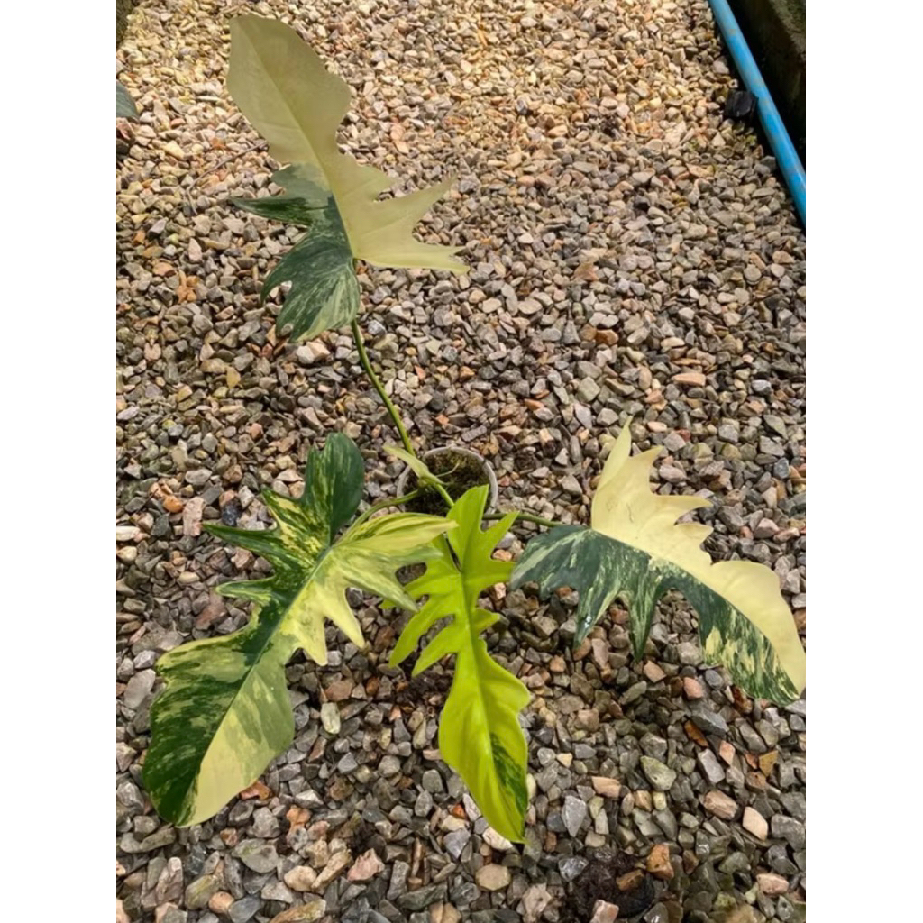 Gloriosum กลอริออซั่ม กุ้งมาโย