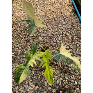 Gloriosum กลอริออซั่ม กุ้งมาโย