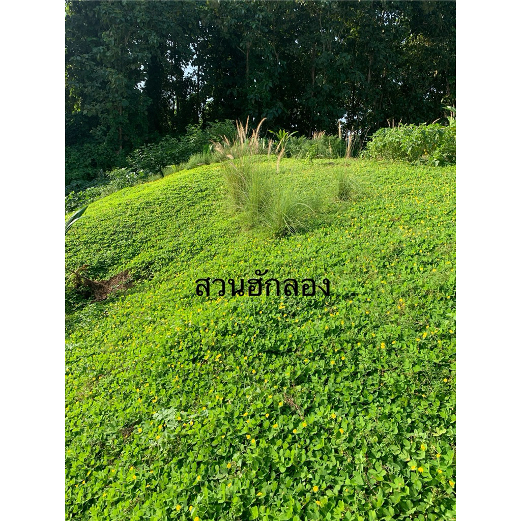 ถั่วบราซิลตัดสดจากสวน ปลูกต่อได้ทันที ปกคลุมดิน   1 ก.ก 120บาท(น้ำหนักรวมกล่อง)