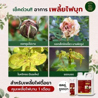 Rosy เซ็ทดูแลกุหลาบ [ยาเม็ด + สเปรย์เพลี้ยแดง + สเปรย์บำรุง] ป้องกันและกำจัดเพลี้ยไฟดื้อยา บำรุงกุหลาบ ปุ๋ยกุหลาบ