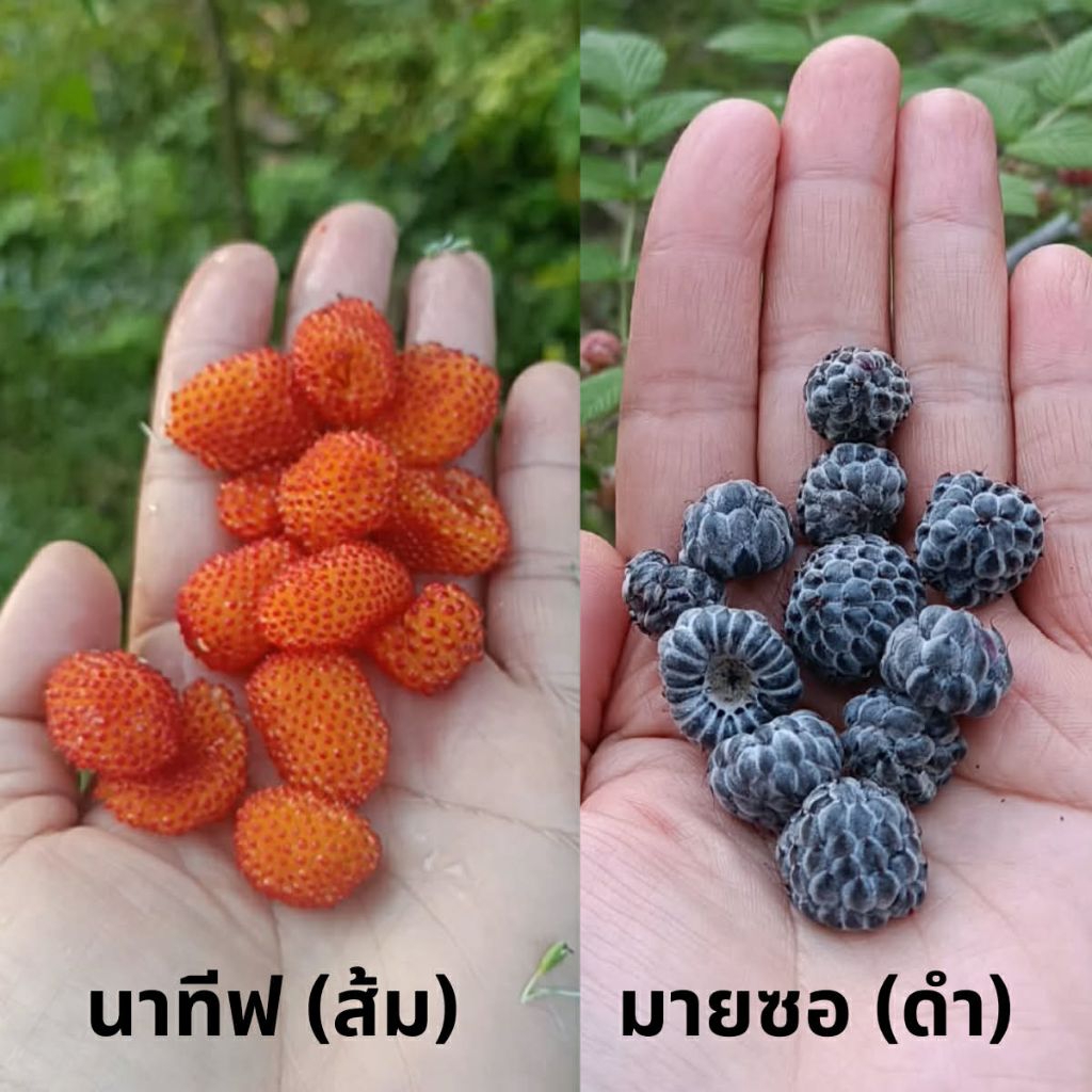 ราสเบอรี่ทั้ง 2 สีส่งเป็นต้นค่ะ กรุณาอ่านรายละเอียดก่อนสั่งซื้อนะคะ