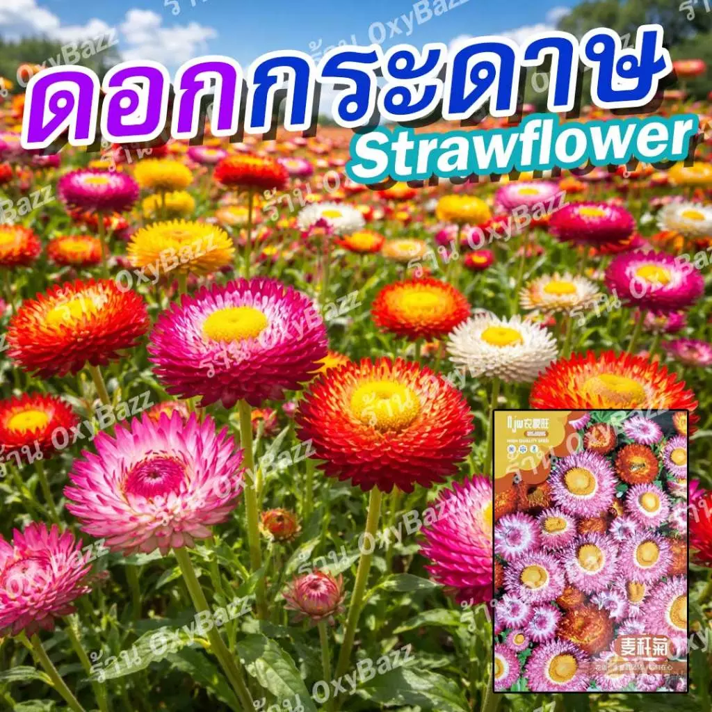 เมล็ดดอกกระดาษ 1,000 เมล็ด คละสี Strawflower สีสด ปลูกง่าย ดอกแห้งไม่ร่วง ทำดอกไม้แห้ง