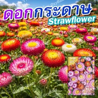 เมล็ดดอกกระดาษ 1,000 เมล็ด คละสี Strawflower สีสด ปลูกง่าย ดอกแห้งไม่ร่วง ทำดอกไม้แห้ง