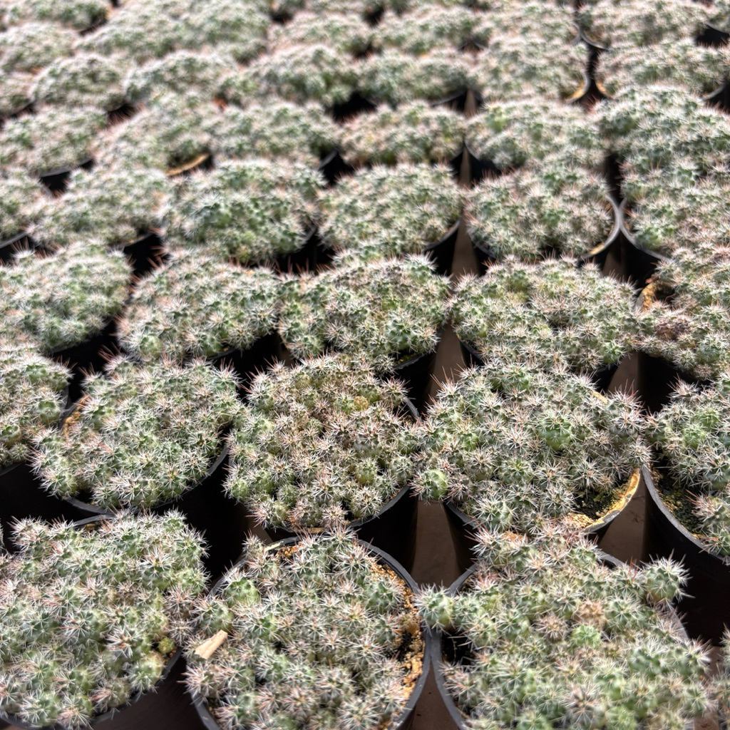 เกาเมอรี่ ไม้พอท ในกระถาง 2.5 นิ้ว Mammillaria guamerii