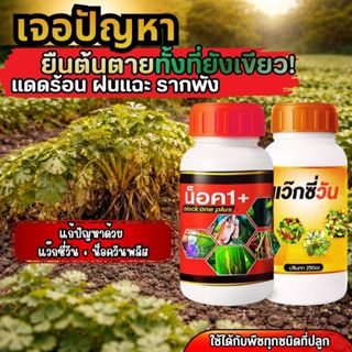 ยืนต้นตาย ต้นเหี่ยวเฉา ผักชีใบเหลือง แดดแรง พืชน็อค ช่วยฟิ้น…