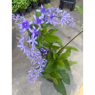 ต้นพวงครามออสเตรเลีย สีม่วงสวยงาม กระถาง11นิ้ว ติดดอก