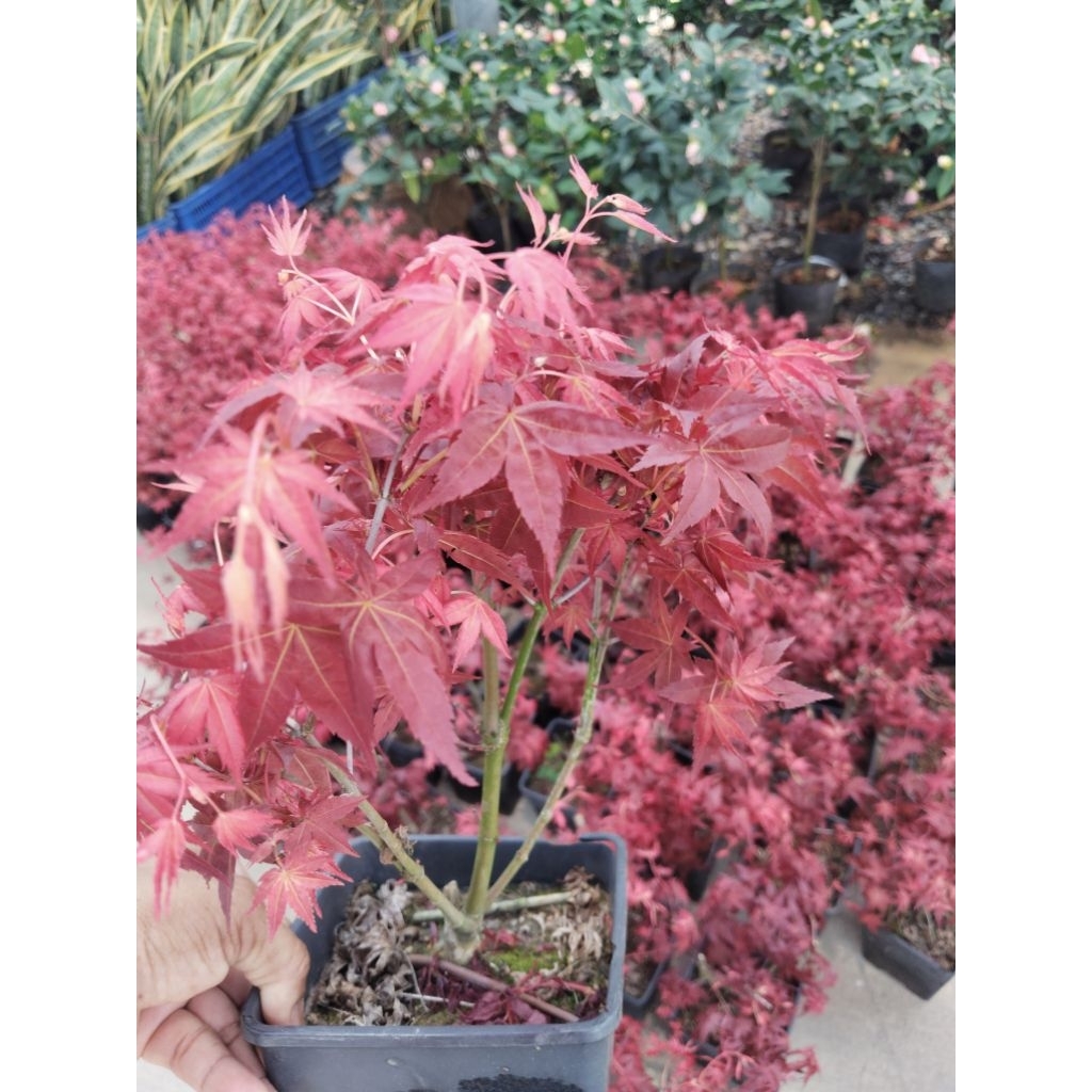 เมเปิ้ลญี่ปุ่น Japanese Maple