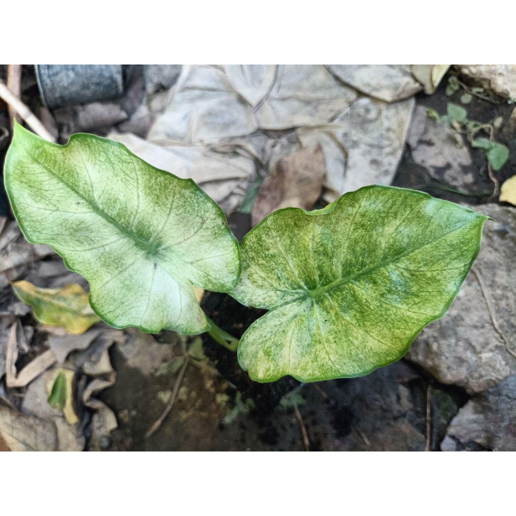 บอนหูช้างฟลูมิ้นท์ (Alocasia Gageana Full Mint