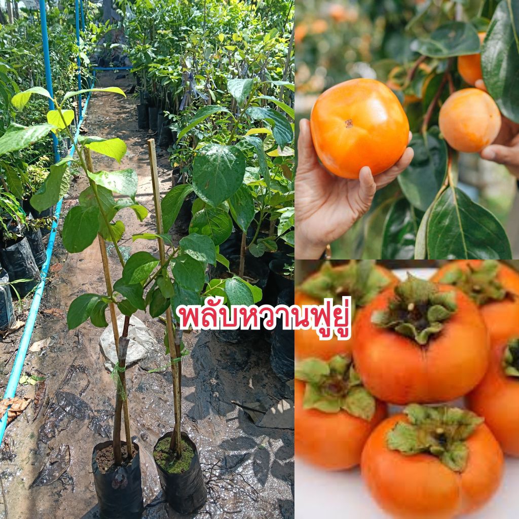 ต้นพลับหวานฟูยู่ (เสียบยอด) พันธุ์แท้ 100%