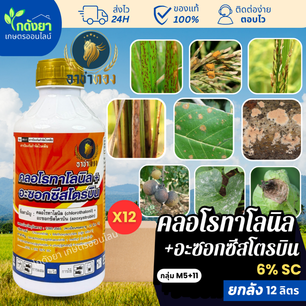 คลอโรทาโลนิล+อะซอกซีสโตรบิน 1 ลิตร (ยกลัง) หยุดการเจริญของเชื้อราทันที