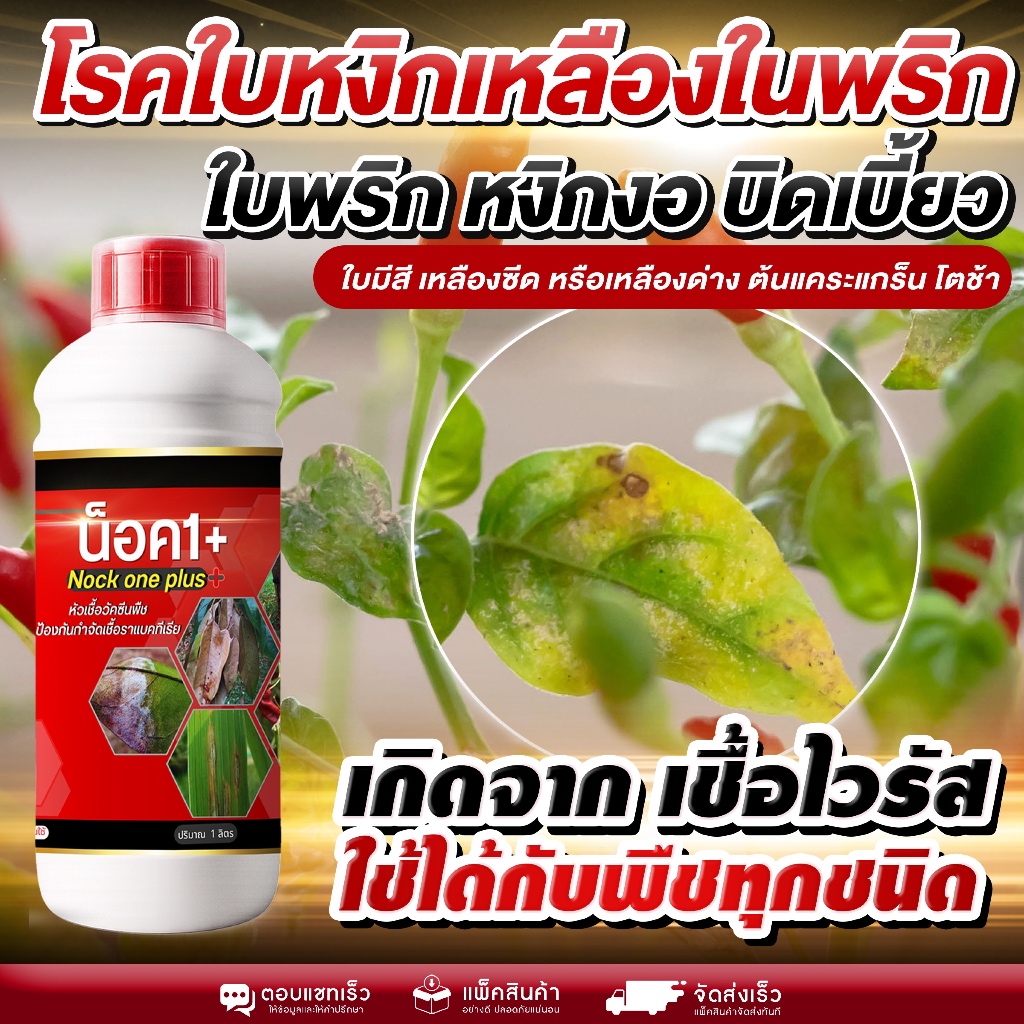 โรคใบหงิกเหลืองในพริก ใบหงิกงอ บิดเบี้ยว โตช้า ต้องรีบแก้ ลดอาการใบเหลืองซีด ใบหงิก ต้นแคระแกร็น ช่วยให้ต้นฟื้นตัวไว