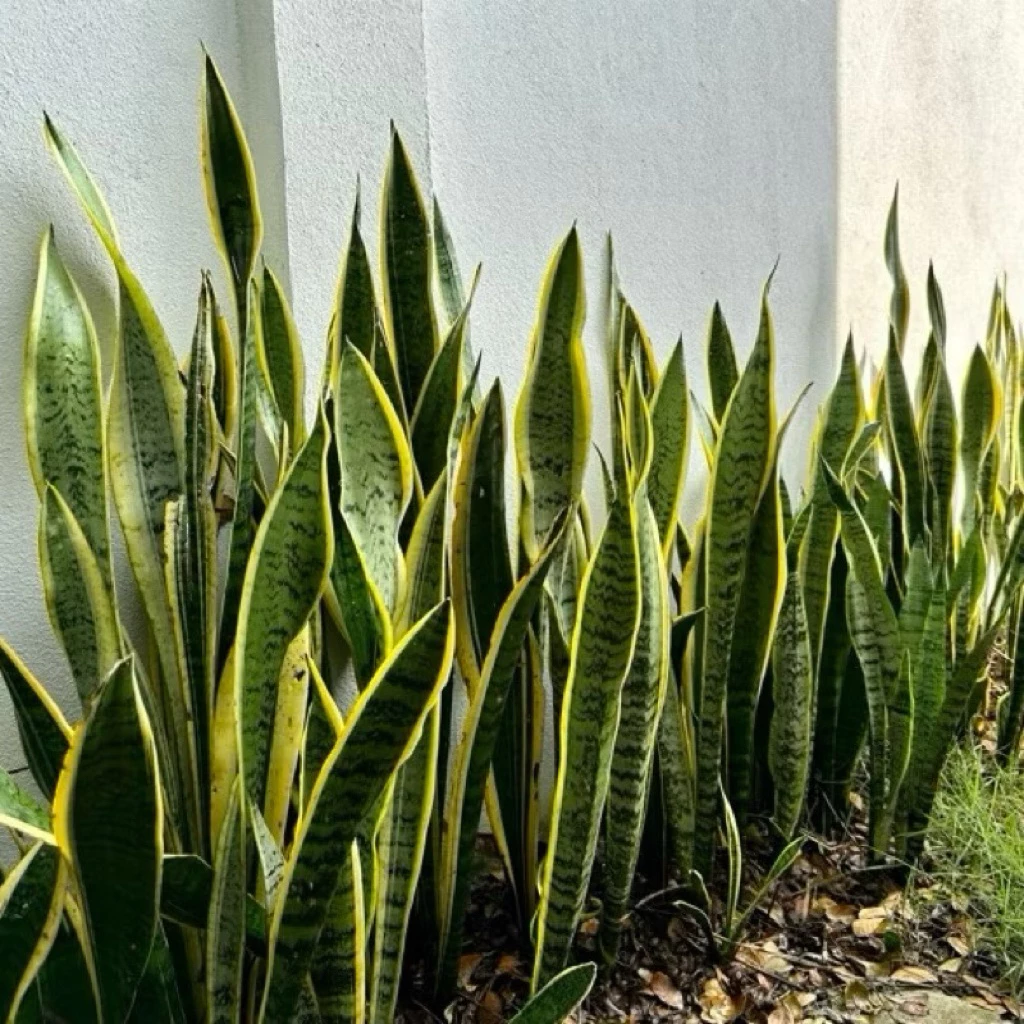 🌿 ลิ้นมังกร ไม้มงคล ฟอกอากาศ ปลูกง่ายมาก! 🌿 30-80 CM