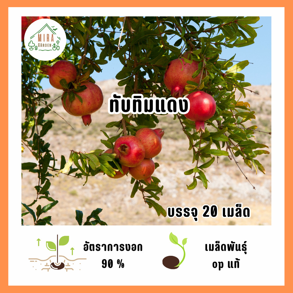 เมล็ดพันธุ์ทับทิมแดง 20 เมล็ด