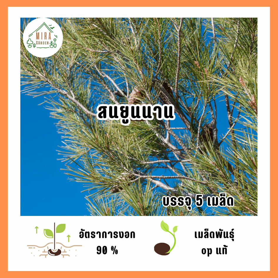 เมล็ดพันธุ์สนยูนนาน 5 เมล็ด