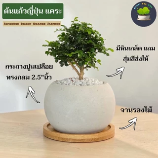 🍃ต้นไม้มงคล/ต้นไม้ฟอกอากาศ (วางโต๊ะทำงาน) หลายชนิด พร้อมกระถางปูนเปลือยทรงกลม 2.5"นิ้ว+จานรองไม้+หินเกล็ด