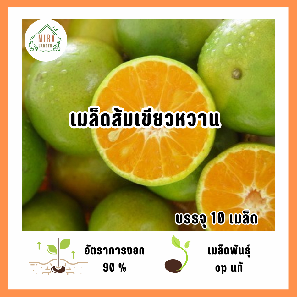 เมล็ดพันธุ์ส้มเขียวหวาน 10 เมล็ด